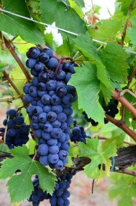 Anthocyane werden aus Weintrauben gemacht