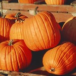 (4) Pumpkins by Martin Doege (Morn), uploaded to English WP on 2003-08-21 – Own work. Licensed under GFDL 1.2 via Commons – https://commons.wikimedia.org/wiki/File:Pumpkins.jpg#/media/File:Pumpkins.jpg