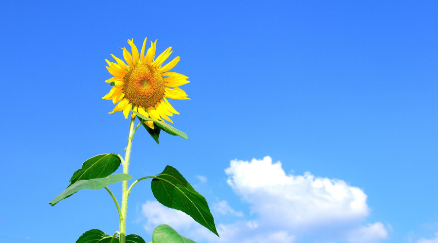 Bild einer Sonnenblume vor blauem Sommerhimmel