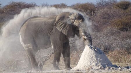 Bild eines Elefanten, der sich mit weißer, staubiger Erde bewirft.